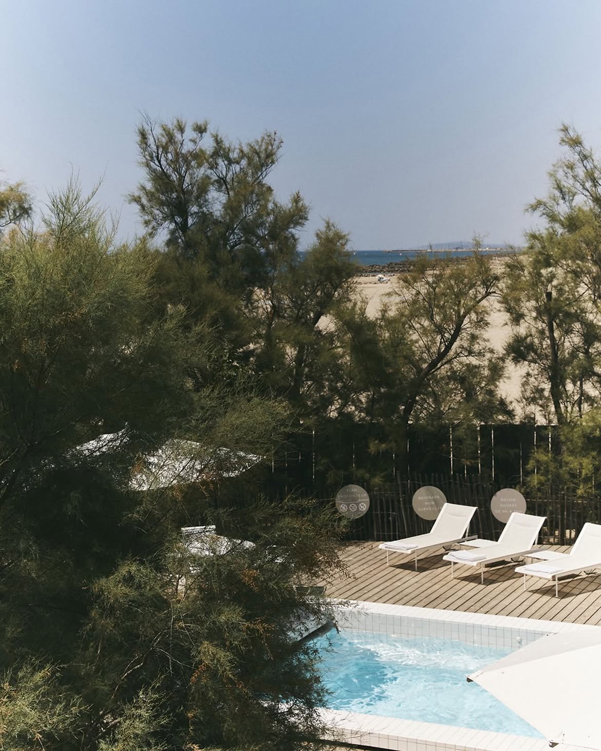 Pool and loungers through the foliage
